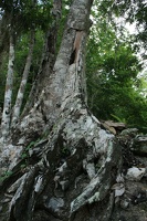 Coba Tree
